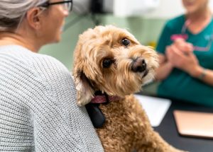 Visiting Vet Specialists | Patient Journey