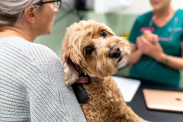 Visiting Vet Specialists - Patient Journey